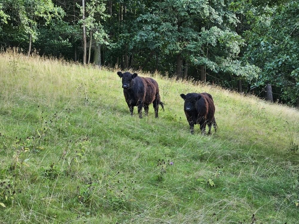 Kühe auf der Weide am Trebnitzgrund