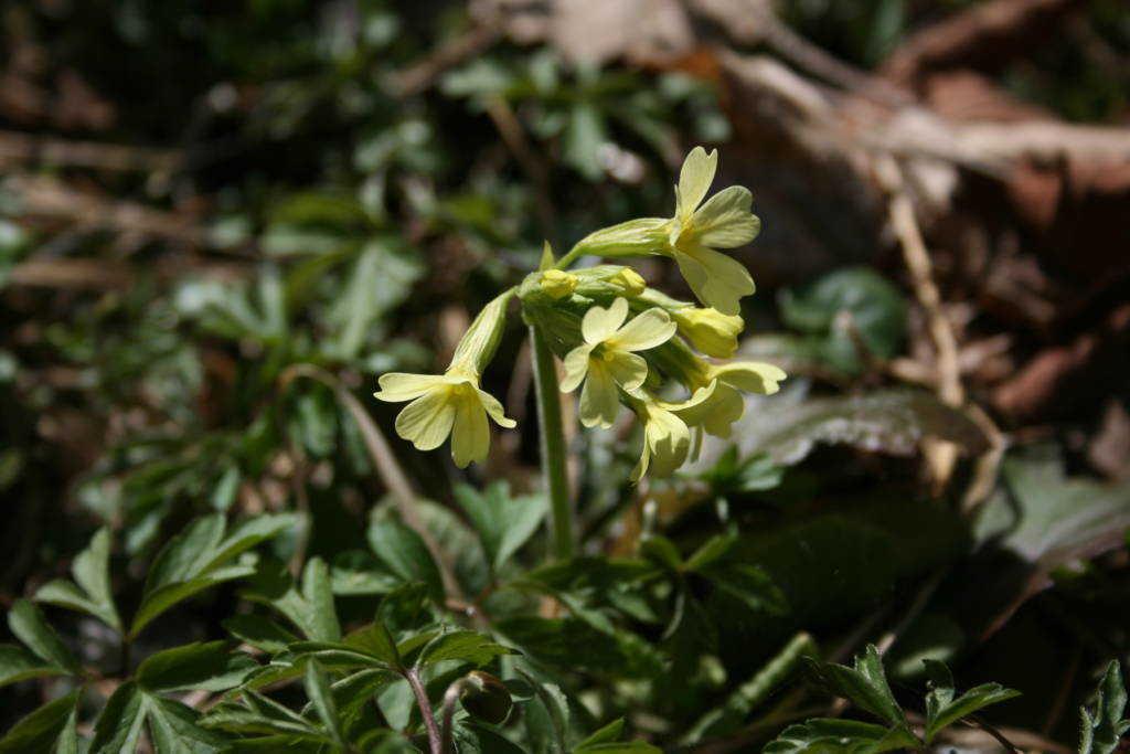 Blick auf die Trebnitzmühle im Tal